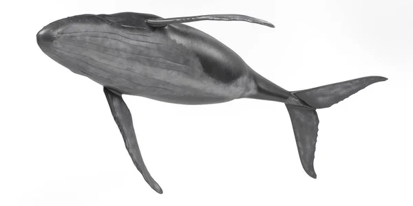 Realistic Render Humpback Whale — Stock Photo, Image