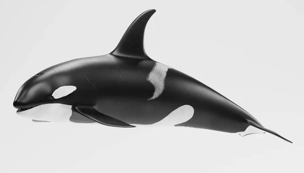 Realistic Render Killer Whale — Stock Photo, Image