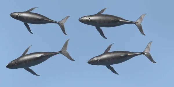 Realistic Render Humpback Whale — Stock Photo, Image