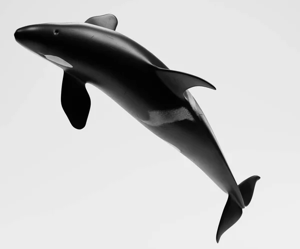 Realistic Render Killer Whale — Stock Photo, Image