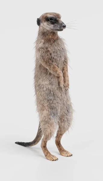 Meerkat의 현실적인 렌더링 — 스톡 사진