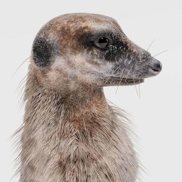 Renderização Realista Meerkat — Fotografia de Stock