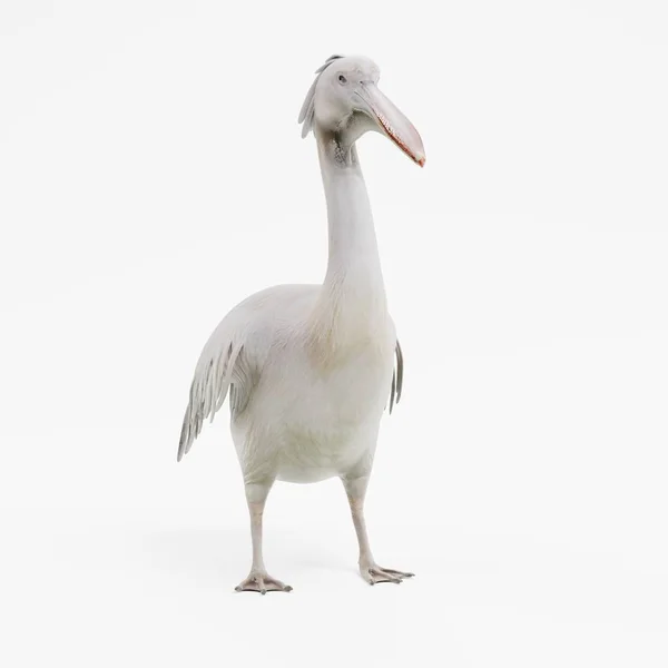 Realistisk Render Pelican — Stockfoto