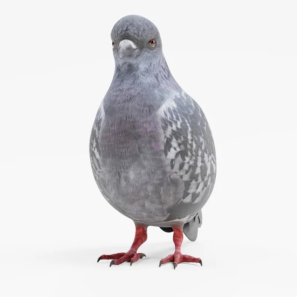 Realistic Render Pigeon — Stock Photo, Image