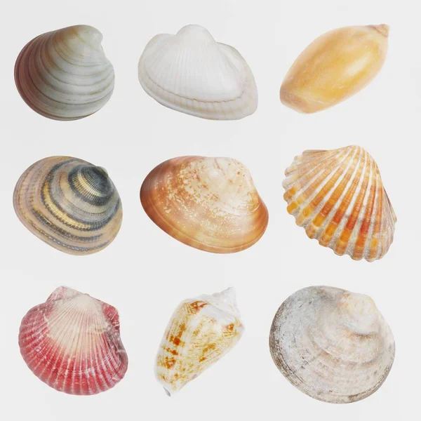 Render Realistico Seashells — Foto Stock