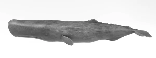 Realistic Render Sperm Whale — Stock Photo, Image