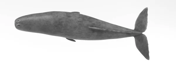 Ρεαλιστική Καθιστούν Σπερματοζωάρια Φάλαινα — Φωτογραφία Αρχείου