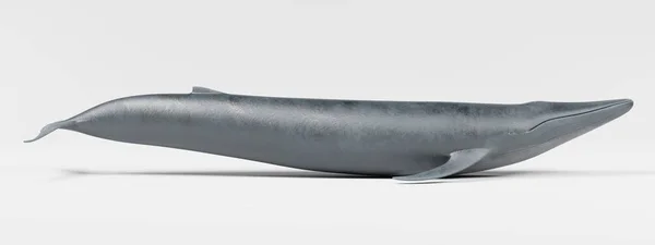 Ρεαλιστική Καθιστούν Της Μπλε Φάλαινας — Φωτογραφία Αρχείου