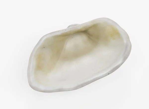 Réaliste Render Clam — Photo