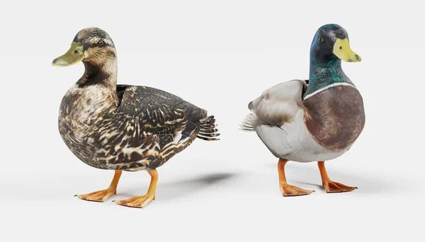 Рискованный Render Ducks — стоковое фото