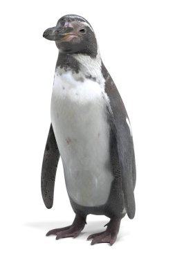 Humboldt pengueni gerçekçi 3d Render