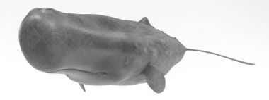 Sperm balinası gerçekçi 3d Render