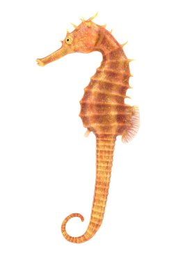 deniz atı gerçekçi 3d render