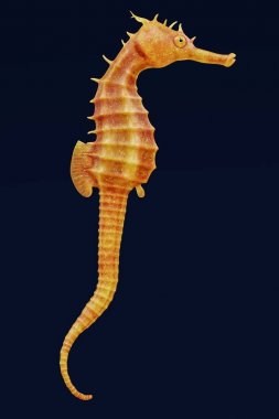 deniz atı gerçekçi 3d render