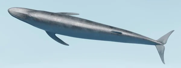 Ρεαλιστική Καθιστούν Της Μπλε Φάλαινας — Φωτογραφία Αρχείου