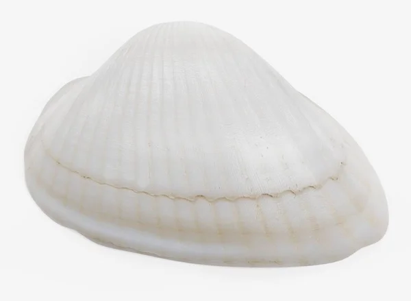 Realistyczne Render Clam — Zdjęcie stockowe