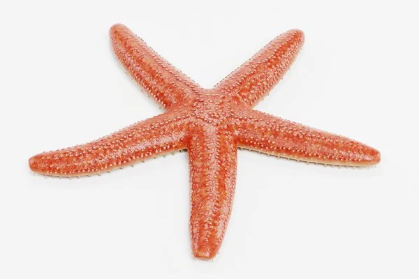 Renderização Realista Starfish — Fotografia de Stock