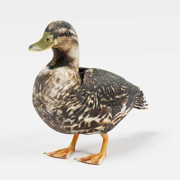 Realistische Darstellung Der Ente — Stockfoto