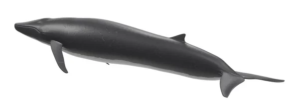 Realistic Render Fin Whale — Stock Photo, Image