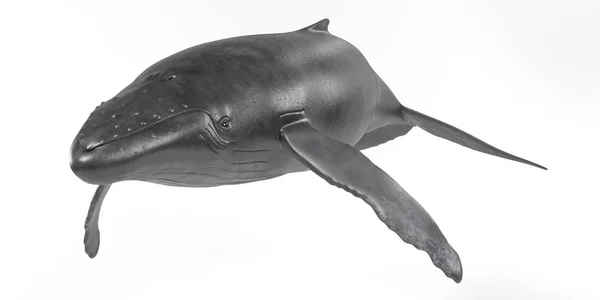 驼背鲸的逼真3D — 图库照片