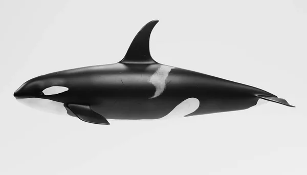 Realistic Render Killer Whale — Stock Photo, Image