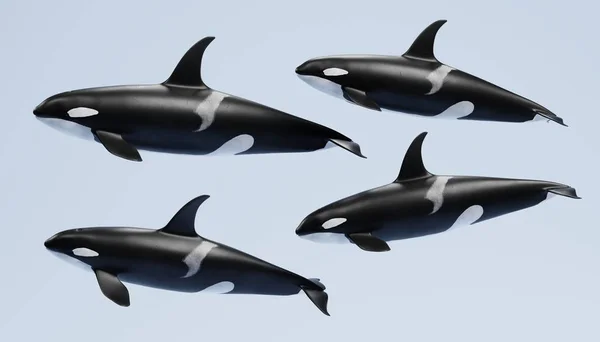 Рискованный Рендер Killer Whale — стоковое фото