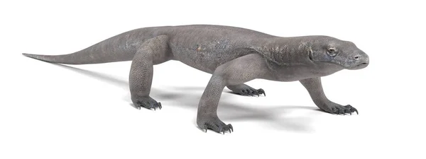 Realistisk Render Komodovaran — Stockfoto