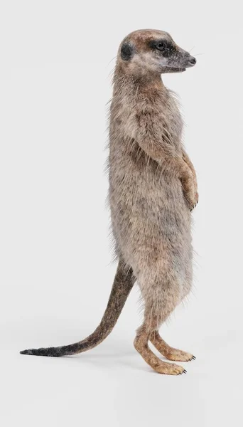 Ρεαλιστική Καθιστούν Meerkat — Φωτογραφία Αρχείου