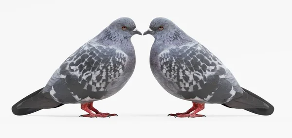 Realistic Render Pigeons — Stock Photo, Image