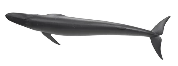 Realistic Render Fin Whale — Stock Photo, Image