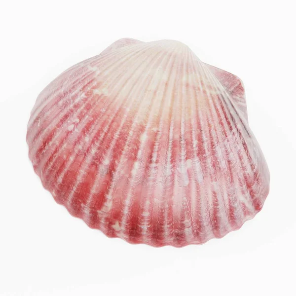 Réaliste Render Clam — Photo