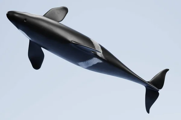 Realistic Render Killer Whale — Stock Photo, Image