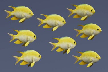 Altın Damsel balık gerçekçi 3d Render