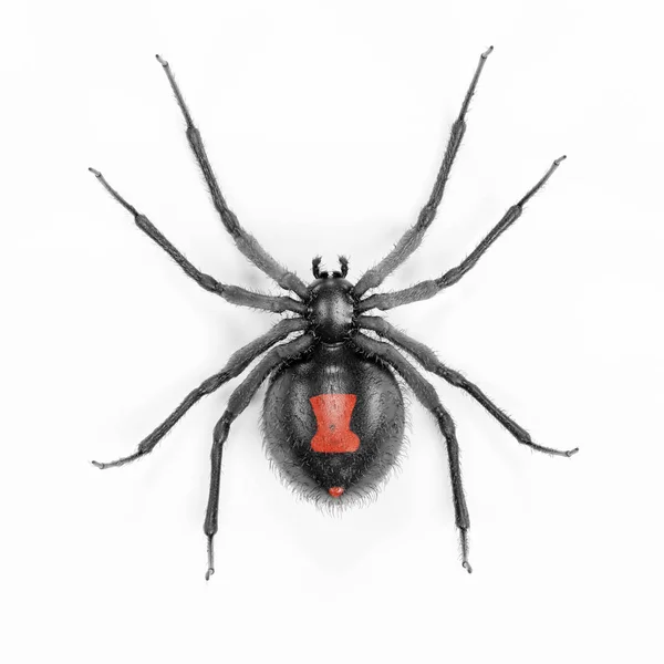 Рисунок Render Black Widow Spider — стоковое фото