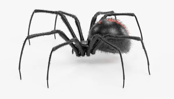 Renderização Realista Aranha Viúva Negra — Fotografia de Stock