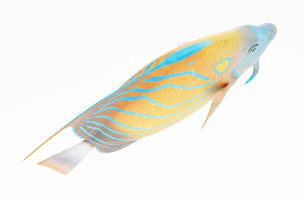 Realistische Darstellung Von Blauem Ring Engel Fisch — Stockfoto