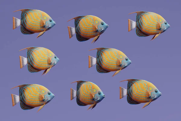 Realistic Render Blue Ring Angel Fish — Stock Photo, Image