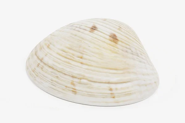 Realistyczne Render Clam — Zdjęcie stockowe