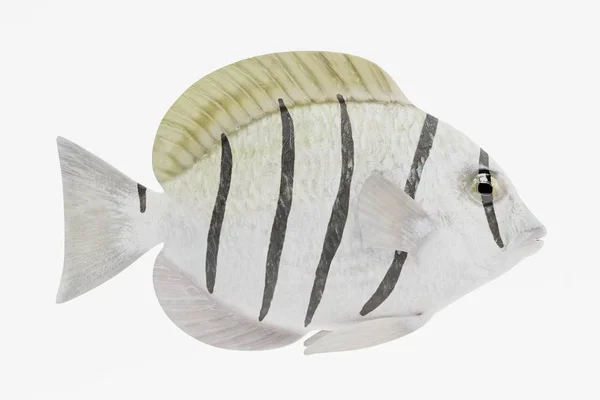 Realistische Darstellung Von Sträflingsfisch — Stockfoto