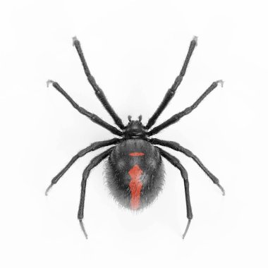 Kara dul örümceği gerçekçi 3d Render 