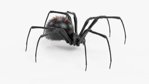 Fekete Özvegy Pók Valósághű Render — Stock Fotó