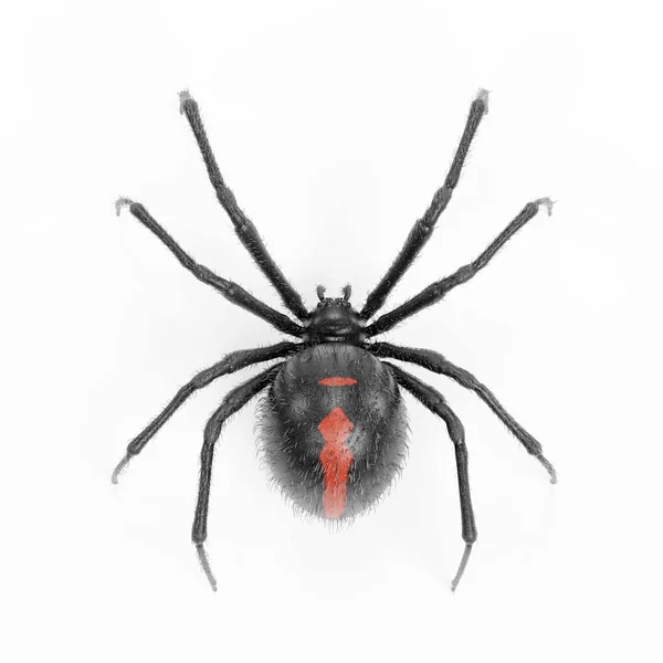 Рисунок Render Black Widow Spider — стоковое фото