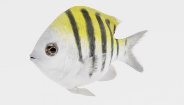 Başçavuş gerçekçi 3d Render