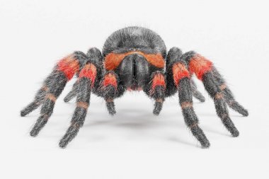 tarantula gerçekçi 3d render