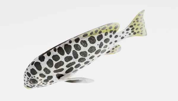安达曼 Sweetlips 鱼逼真的3D — 图库照片