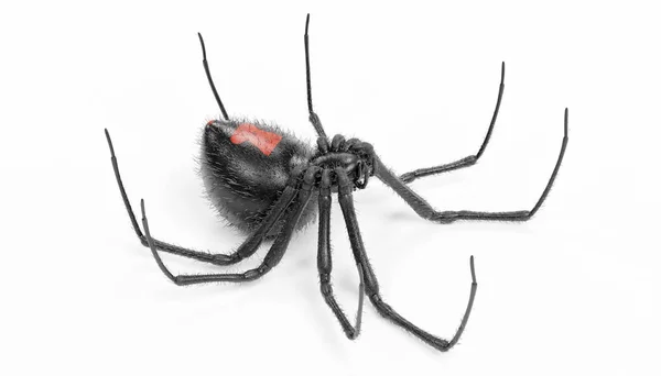 Рисунок Render Black Widow Spider — стоковое фото