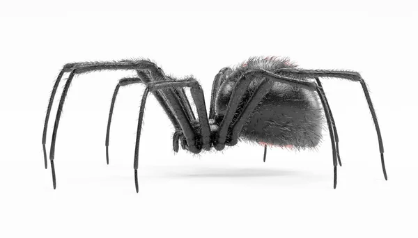 Realistic Render Black Widow Spider — Stock Photo, Image