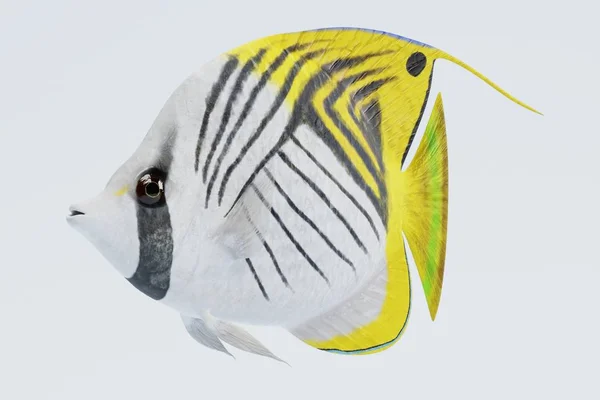 Renderização Realista Buterflyfish Threadfin — Fotografia de Stock