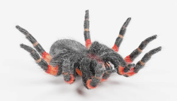 Realistické Vykreslení Tarantule — Stock fotografie