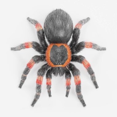 tarantula gerçekçi 3d render
